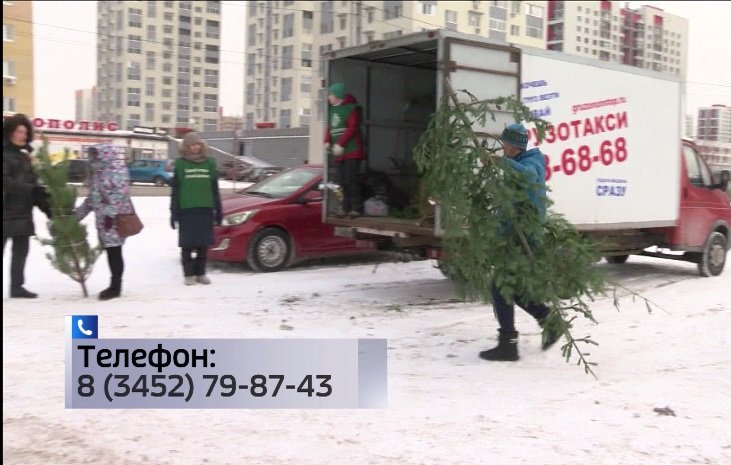 «Экомобиль» соберет у тюменцев отслужившие новогодние ели