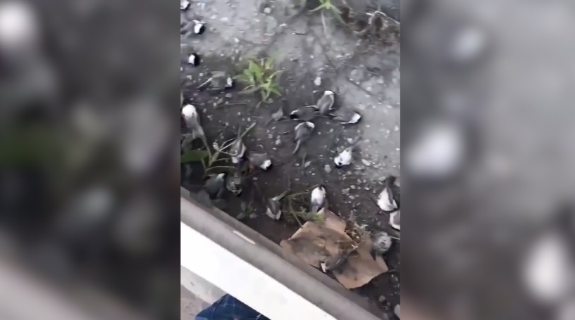  Массовая гибель птиц отмечена в нескольких районах Тюмени 
