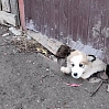 Личные подворья жителей тюменского села страдают от нападения соседских собак