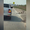 Тюменка запечатлела на объездной дороге утку с утятами