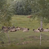 Как в Тобольском районе развивают фермерство