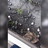  Массовая гибель птиц отмечена в нескольких районах Тюмени 